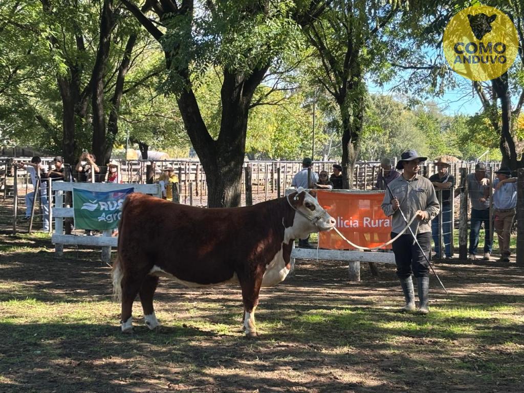 Exp. Hereford de Otoño